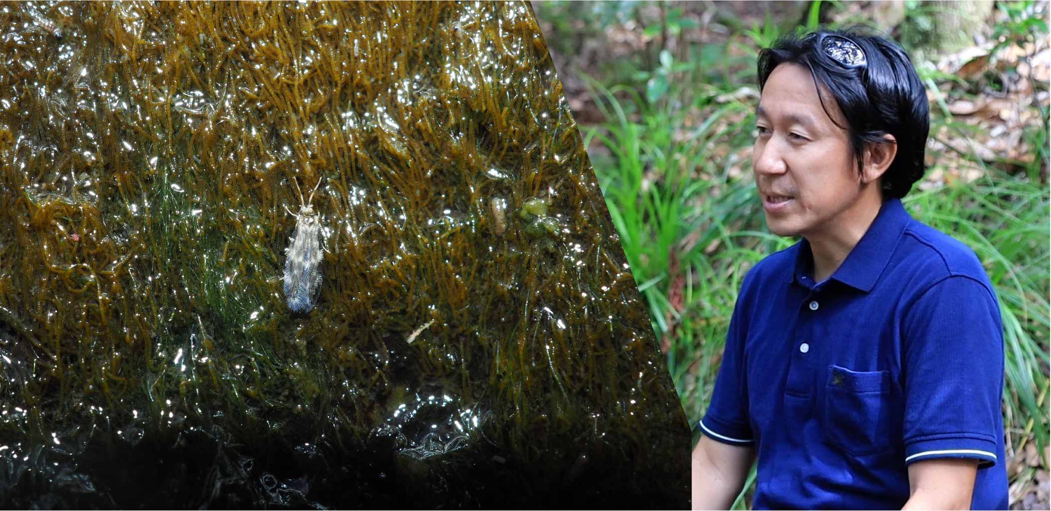 サンクチュアリーの植物