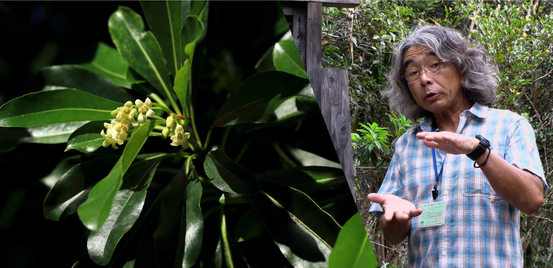 サンクチュアリーの植物